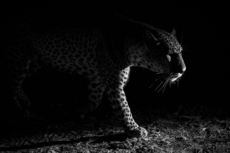 Picture of LEOPARD NIGHT HUNT