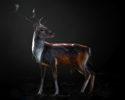 Picture of FALLOW DEER PORTRAIT