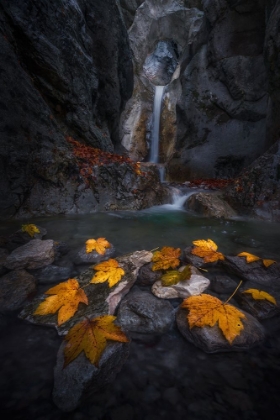 Picture of AUTUMN LEAVES IN THE GORGE...