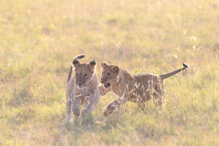 Picture of PLAYFUL CUBS