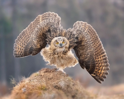 Picture of DANCING LIKE A PEACOCK