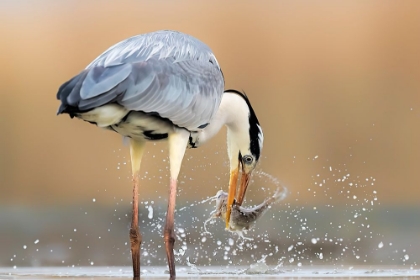 Picture of MORNING CATCH