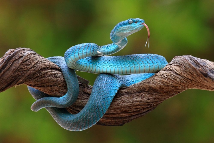 Picture of TURQUOISE BLUE VIPER