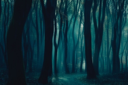 Picture of THE DARK FOREST