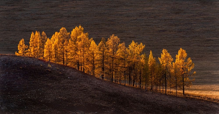 Picture of SUNSET LIGHT