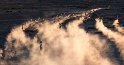 Picture of THOMSON GAZELLE IN SUNSET