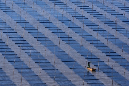 Picture of CULTIVATING SEAWEED