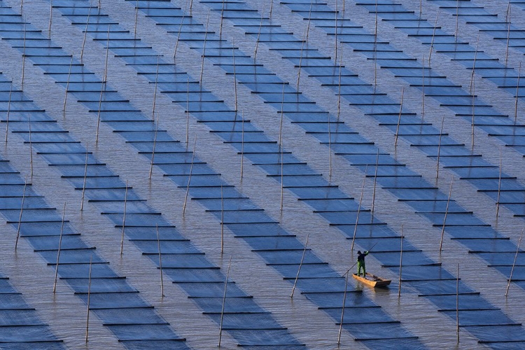 Picture of CULTIVATING SEAWEED