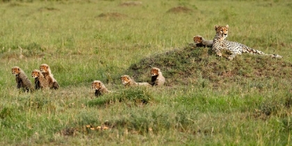 Picture of CHEETAH WITH 7 CUBS!