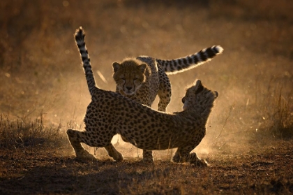 Picture of FIGHT IN THE DUST