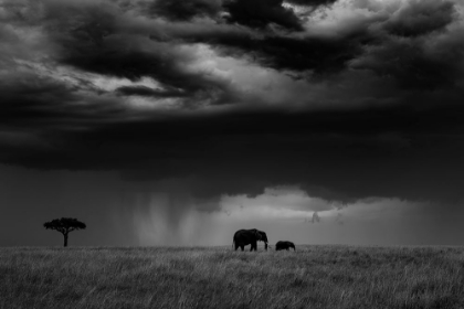 Picture of THUNDERSTORM ON THE SAVANNAH