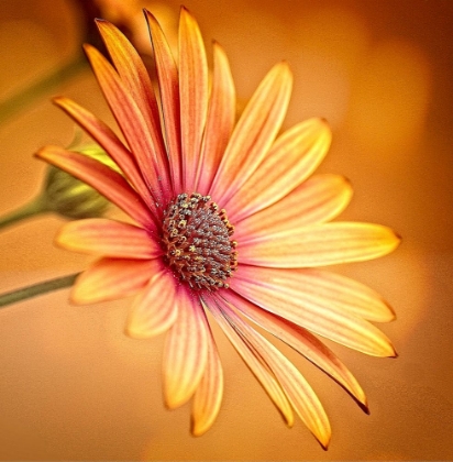 Picture of GERBERA