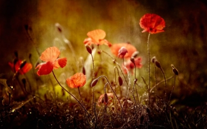 Picture of POPPIES