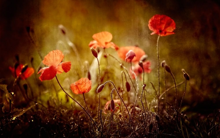 Picture of POPPIES