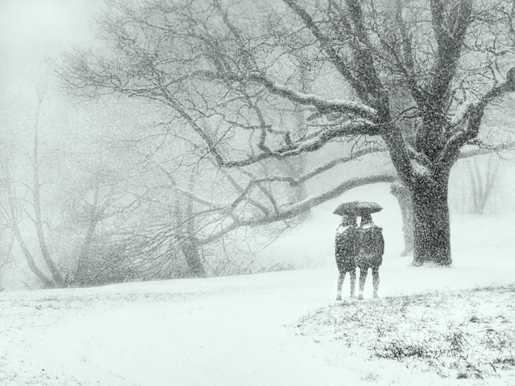 Picture of THROUGH THE SNOWFALL