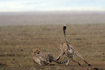 Picture of TENSION IN THE RAIN