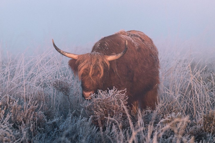 Picture of HIGHLANDER IN COLD SUNRISE.