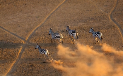 Picture of ZEBRA RUNNING IN  THE SUNSET