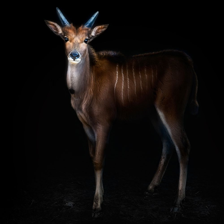 Picture of YOUNG COMMON ELAND PORTRAIT