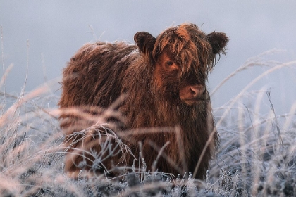 Picture of LITTLE HIGHLANDER