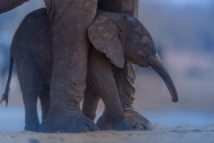 Picture of ELEPHANT CALF WITH MOM