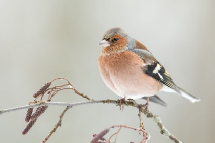 Picture of A COMMON CHAFFIN WITH SNOW LIGHT