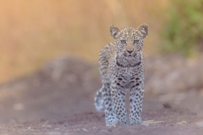 Picture of BABY LEOPARD WITH BLUE EYES