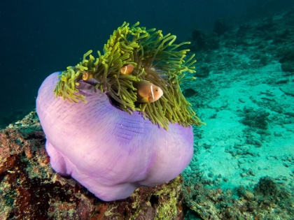 Picture of PURPLE ANEMONE