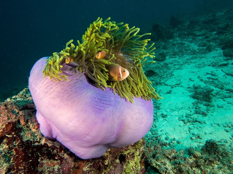 Picture of PURPLE ANEMONE