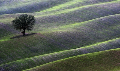 Picture of LANDSCAPE