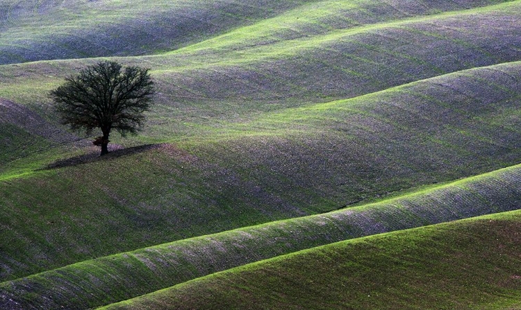 Picture of LANDSCAPE