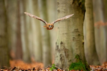 Picture of TAWNY OWL