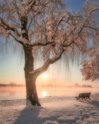 Picture of CHERRY BLOSSOMS WITH SNOW