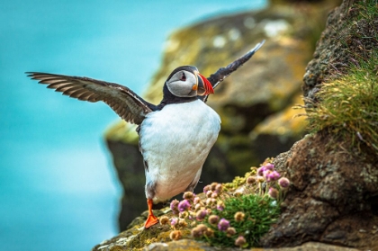 Picture of MAGICAL PUFFINS