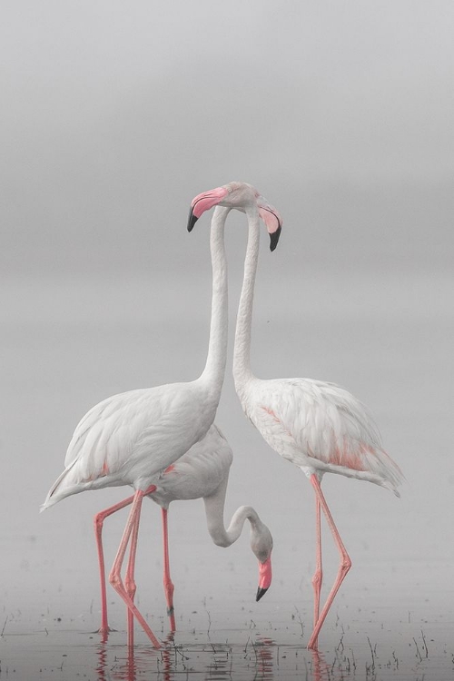 Picture of GREATER FLAMINGO