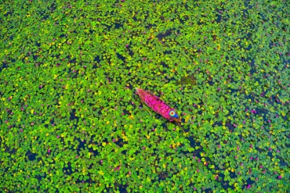 Picture of COLLECTING WATERLILY