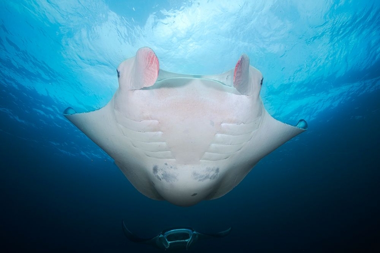 Picture of MANTA MOTHER