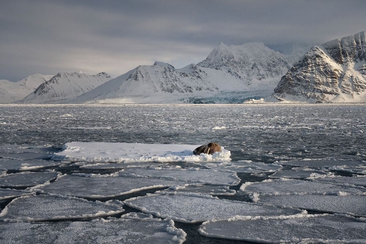 Picture of IN THE FJORD