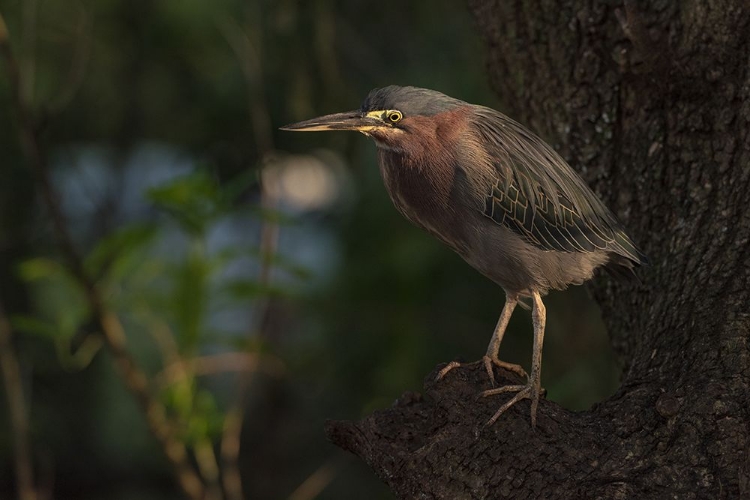 Picture of GREEN HERON BIRD