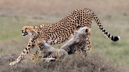 Picture of CHEETAH FAMILY REST  TIME