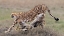 Picture of CHEETAH FAMILY REST  TIME