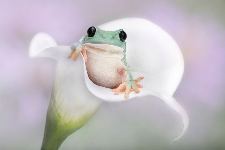 Picture of WHITES TREE FROG ON A WHITE LILY