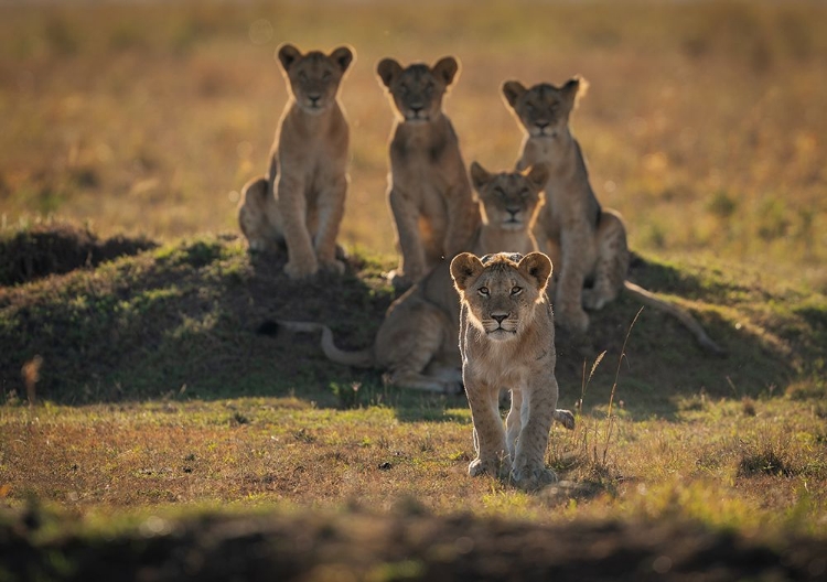 Picture of LONELY CUBS