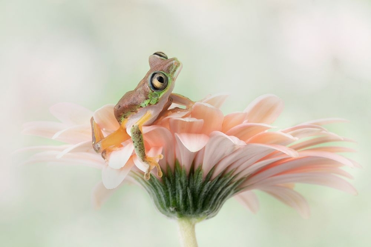 Picture of LEMUR FROG ON A GERBERA  FLOWER