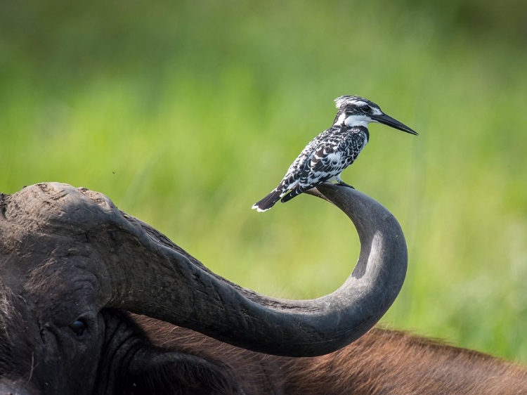 Picture of THE PIED KINGFISHER