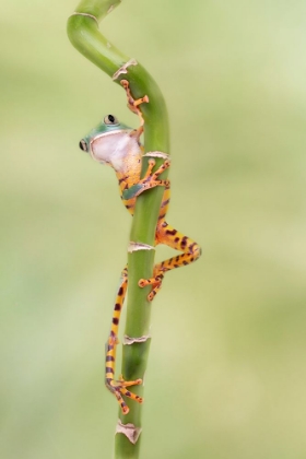 Picture of TIGER LEG MONKEY TREE FROG WITH THOSE LONG LEGS