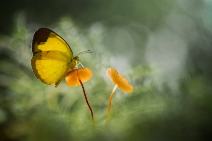 Picture of YELLOW BUTTERFLY ON MUSHROOM