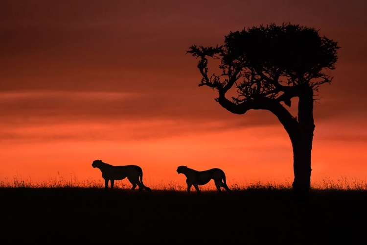 Picture of CHEETAHS AT DUSK