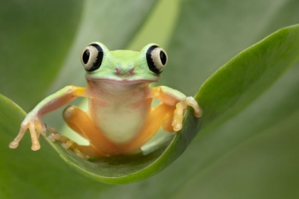 Picture of LEMUR TREE FROG ON A LEAF