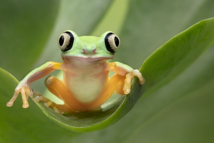 Picture of LEMUR TREE FROG ON A LEAF